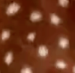 spec image