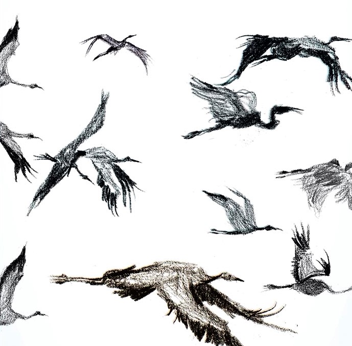 Los hogares de los dinosaurios: Danielle McLaughlin
