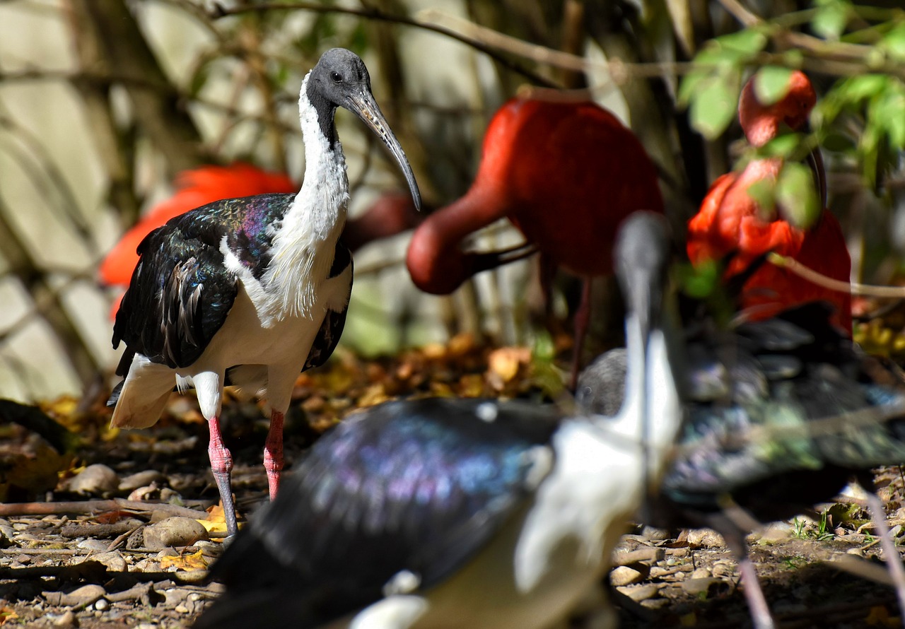Entre los ibis y «El nervio óptico»: un día bochornoso