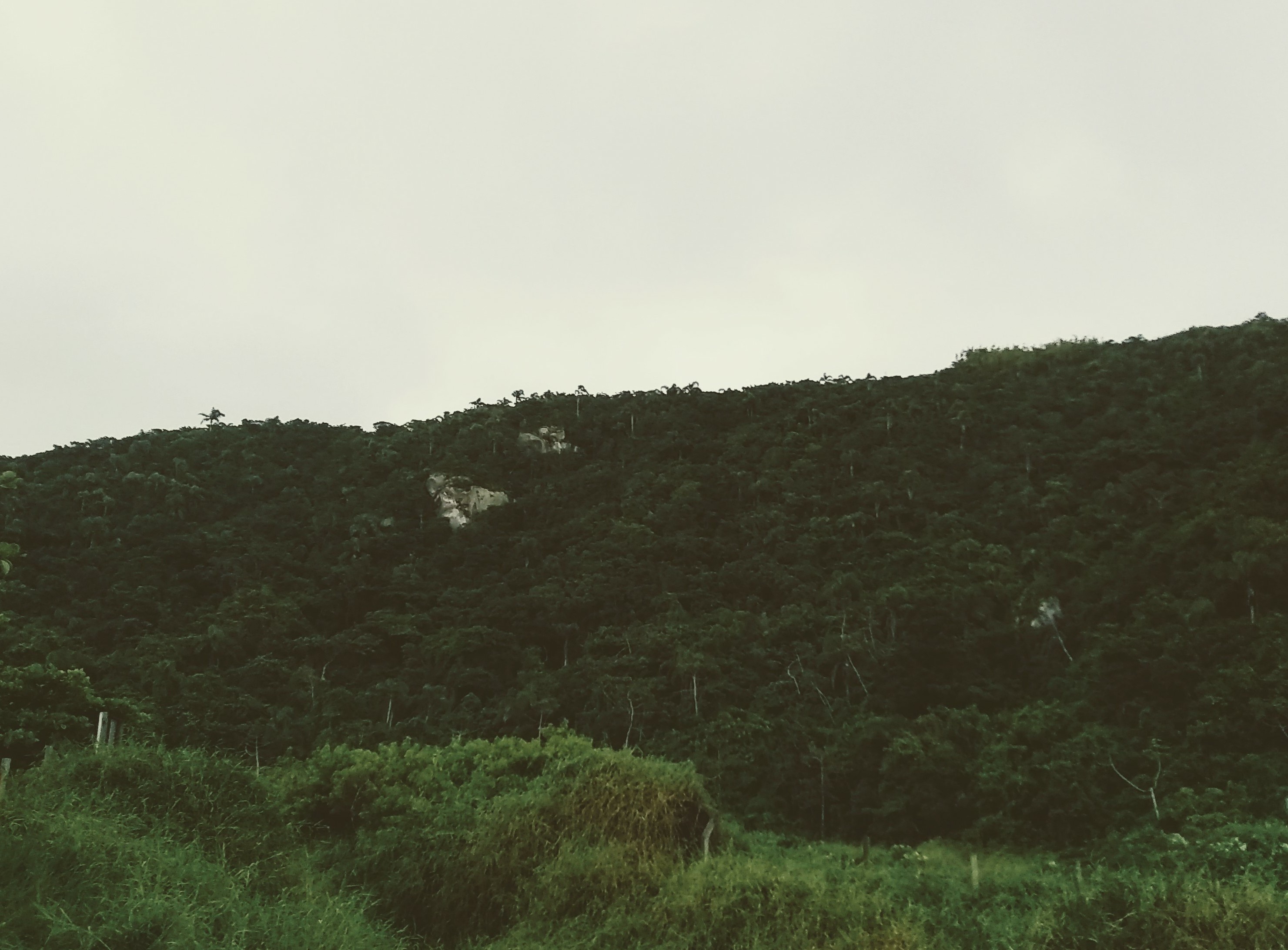 Morros y reino vegetal del Desterro: Medeiros