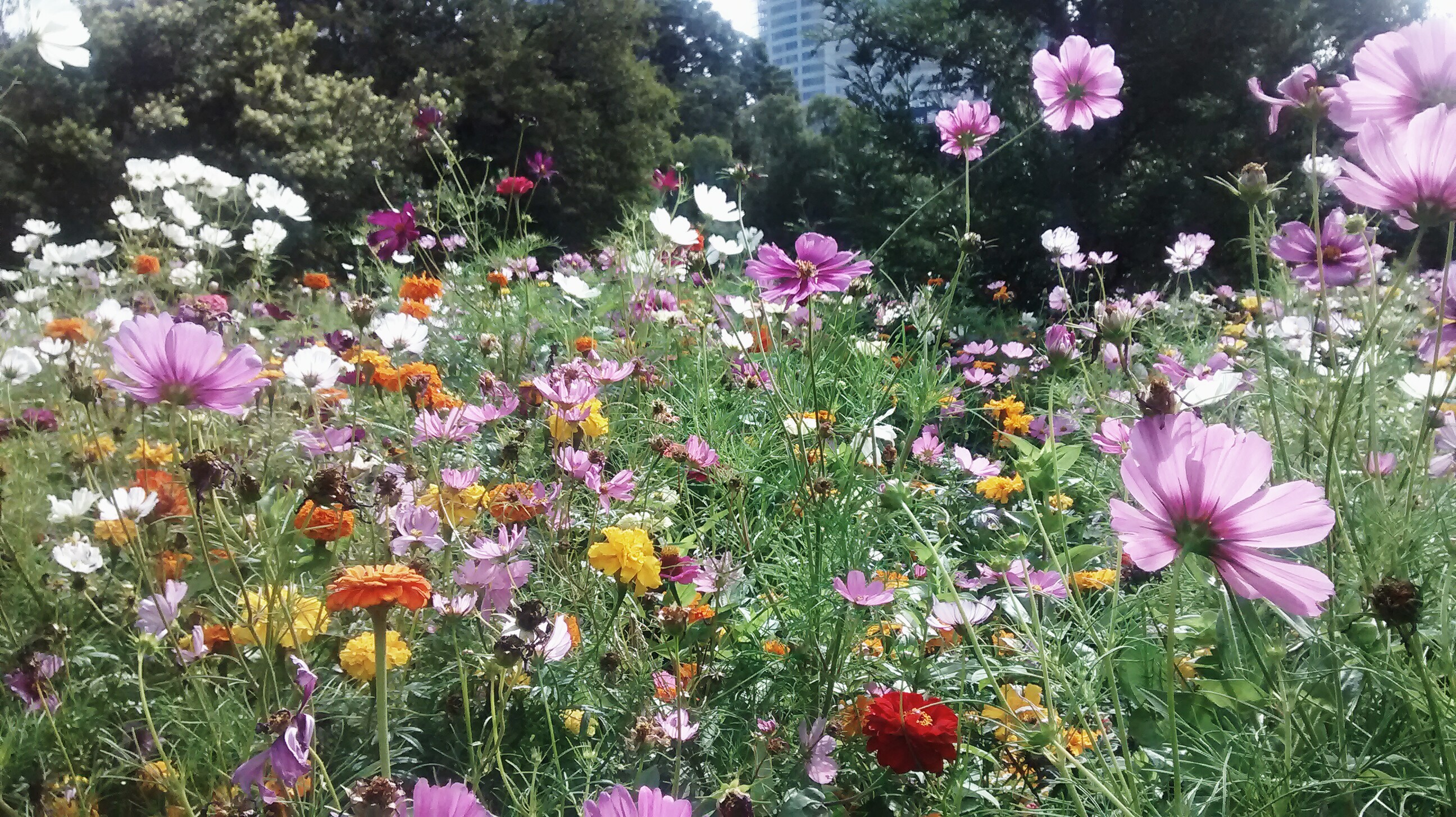 El prado de verano, aún en otoño, y «Una breve historia del jardín»