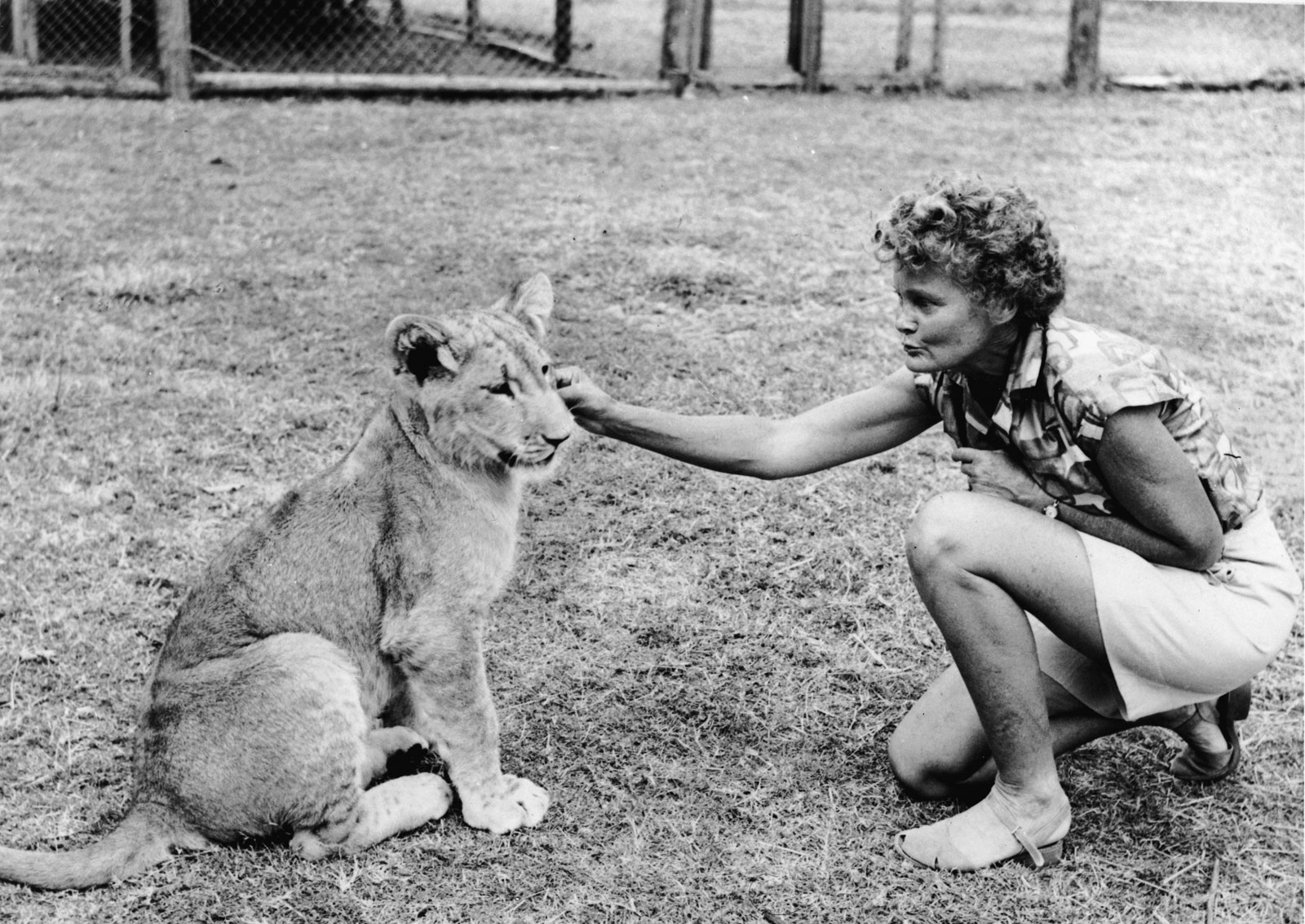 Leé un fragmento de «Nacida libre» de Joy Adamson