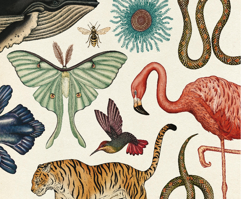 Mirá el booktrailer de «Animalium», de Katie Scott y Jenny Broom