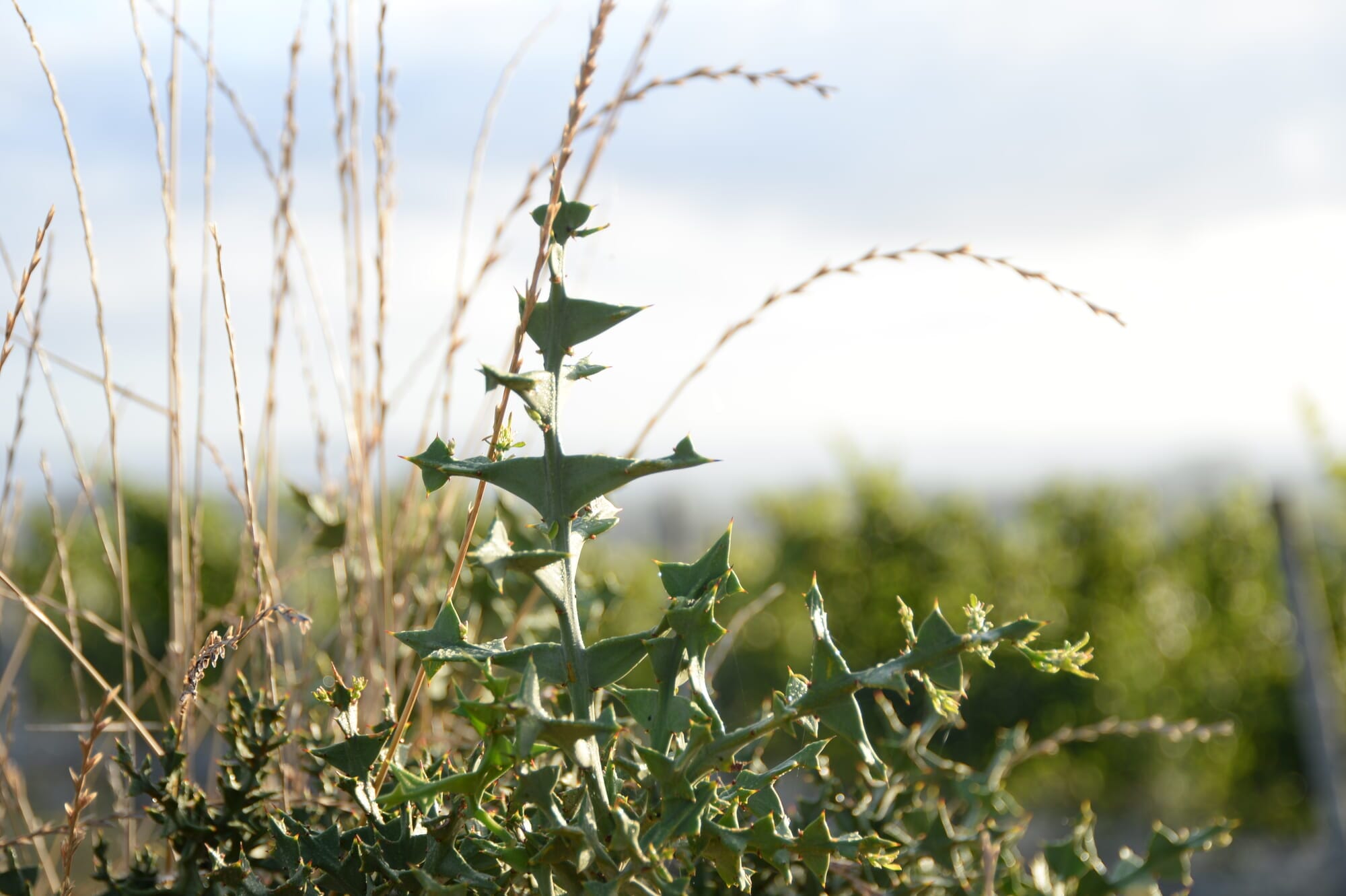 imagen galería