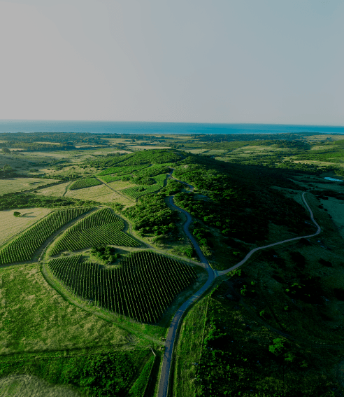 BOUZA Bodega las espinas