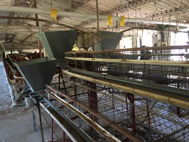 Linea de Comederos Avicola para Aves de Postura