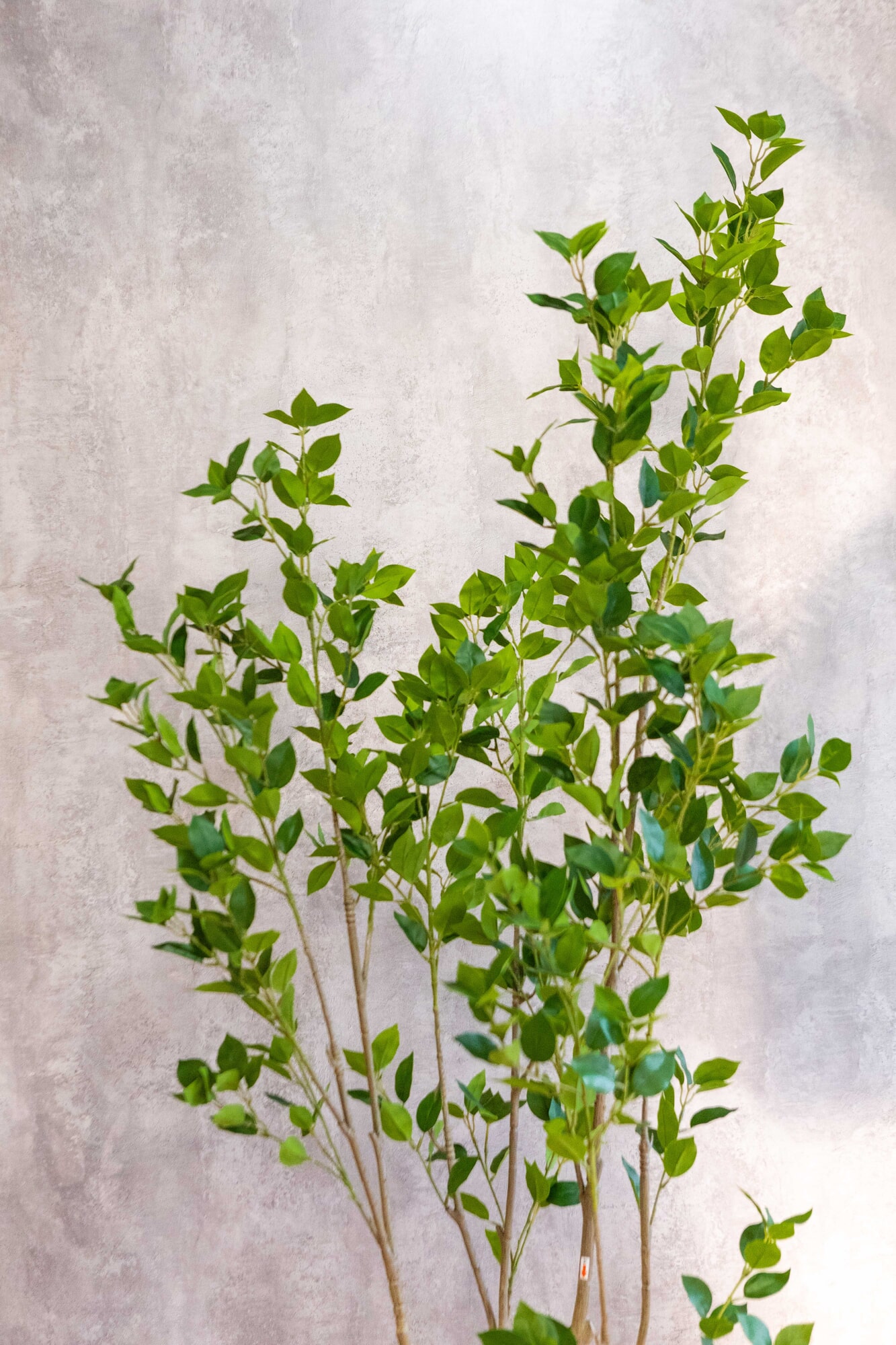 Planta artificial Ficus Benjamina 2m