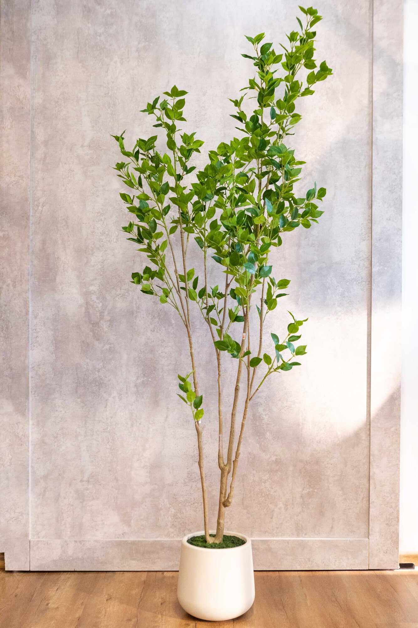 Planta artificial Ficus Benjamina 2m