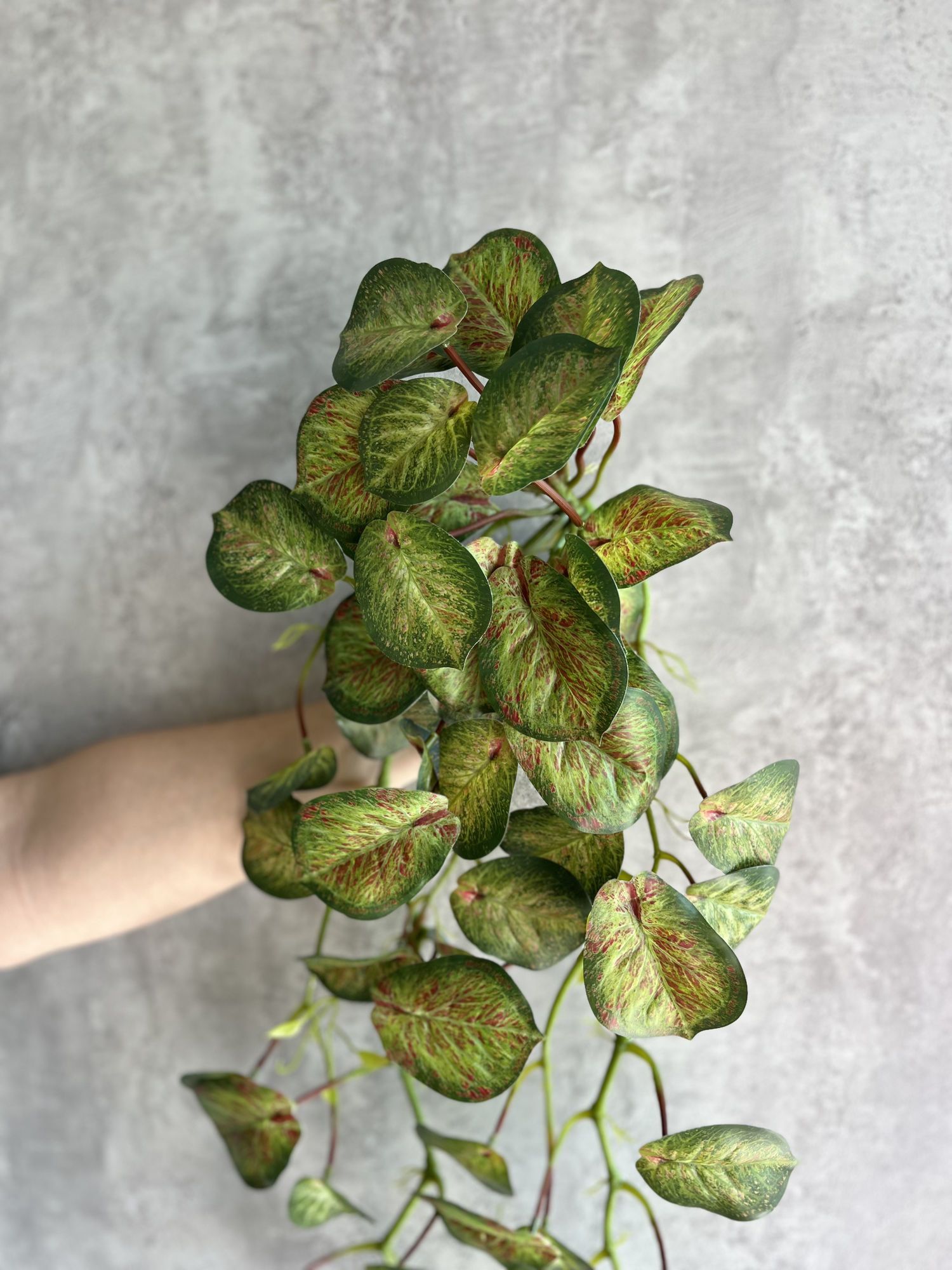 Hiedra artificial Marsella