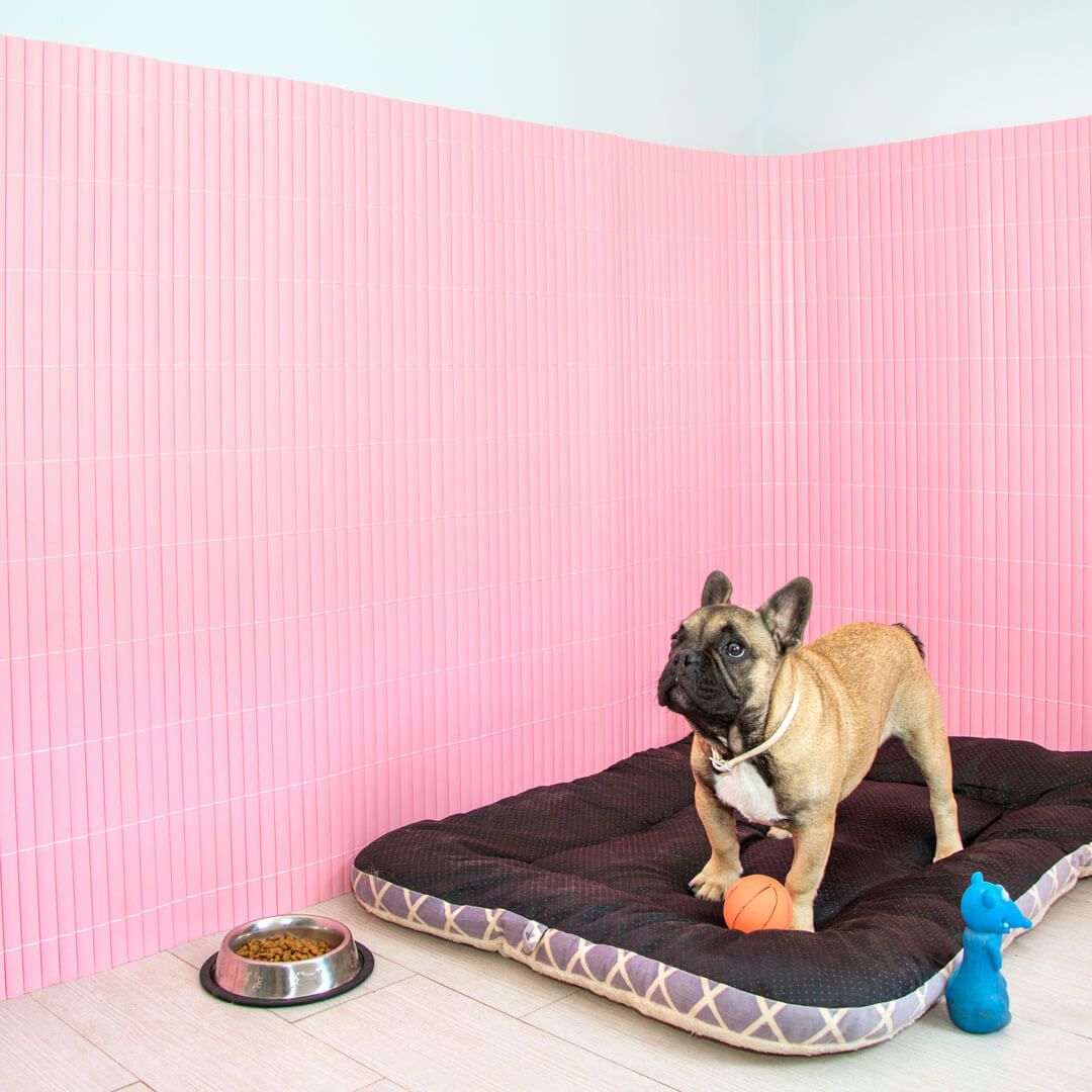 Wall.y color chicle