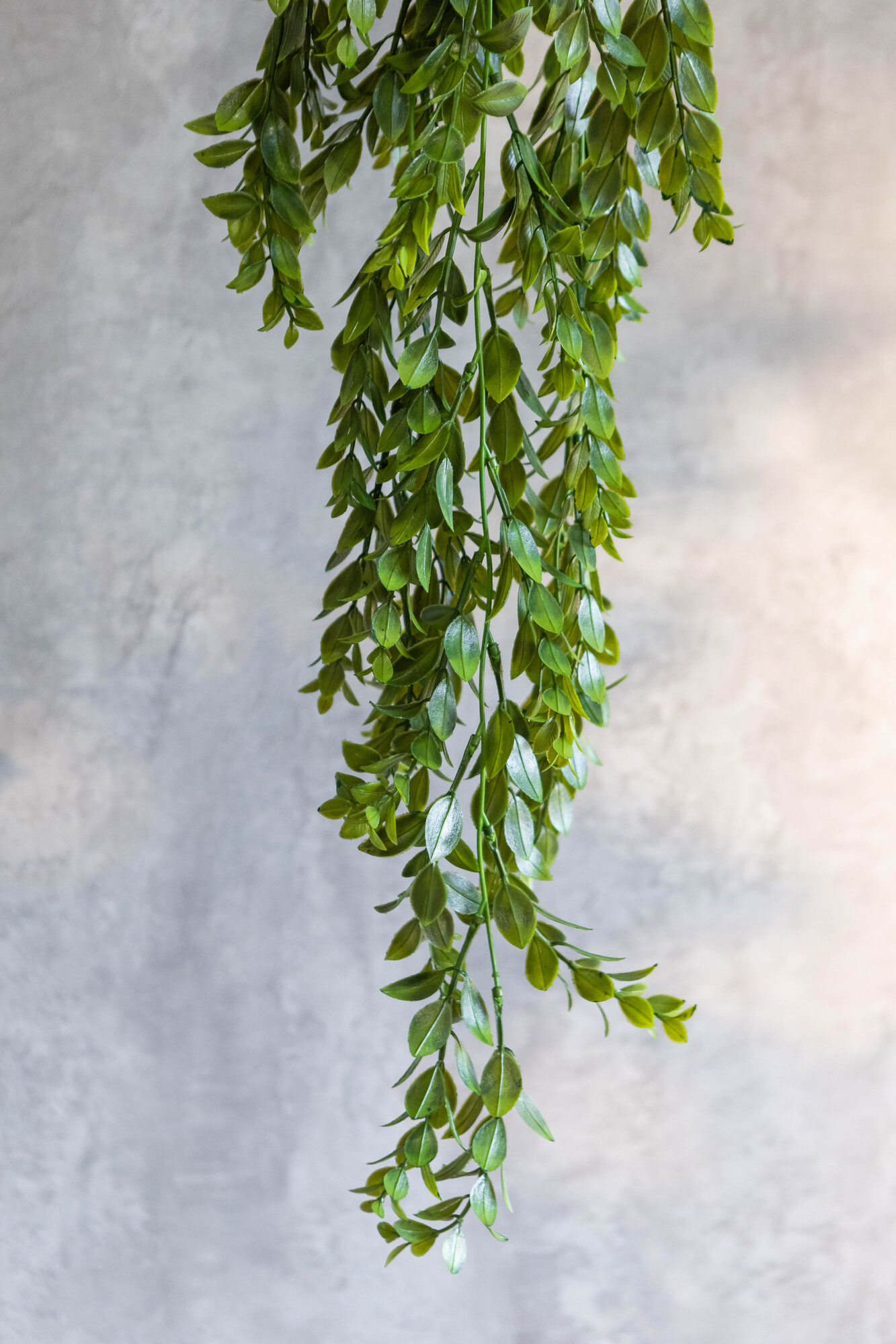 Hiedra artificial Adela