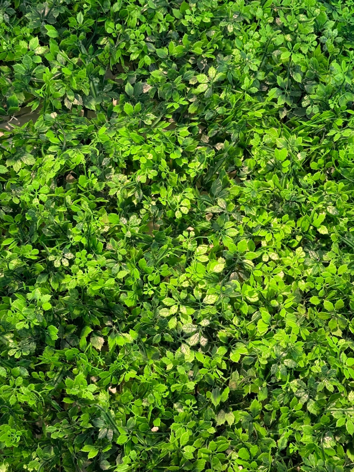 Jardín vertical Floral