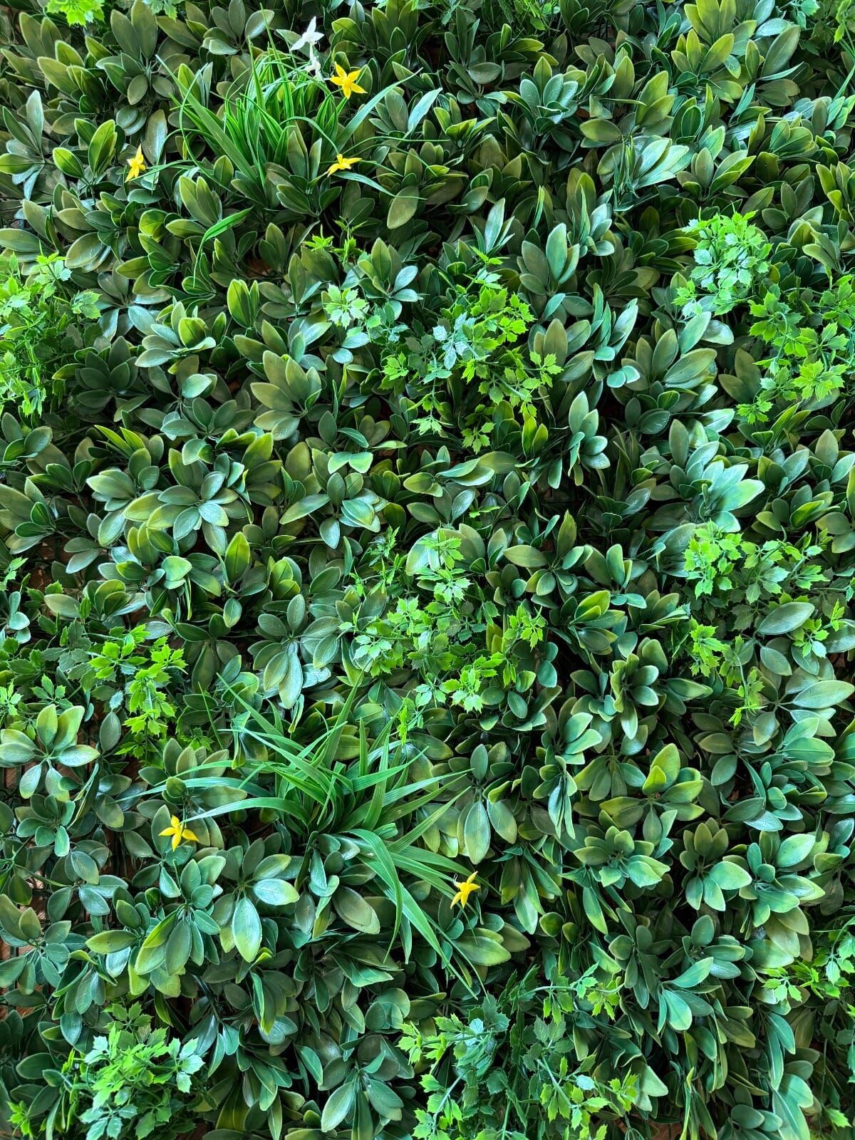 Jardín vertical Aurora