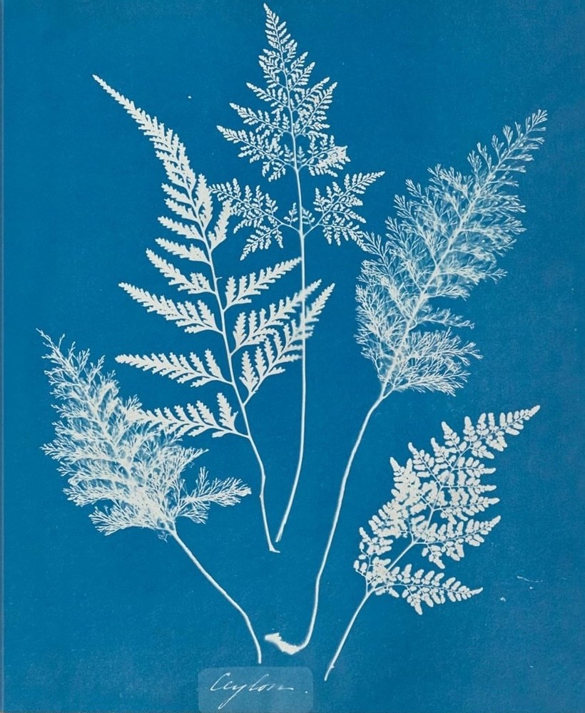 ANNA ATKINS. CYANOTYPES