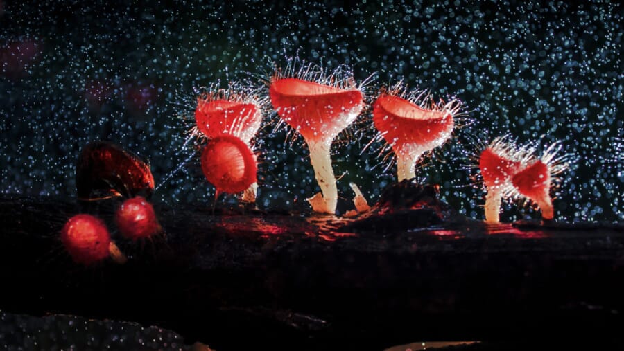 El micelio omnipresente: del «shroom boom» a las enseñanzas fúngicas