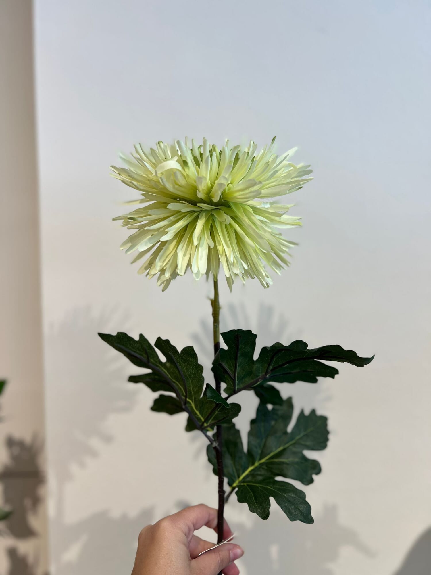 Aster green flower