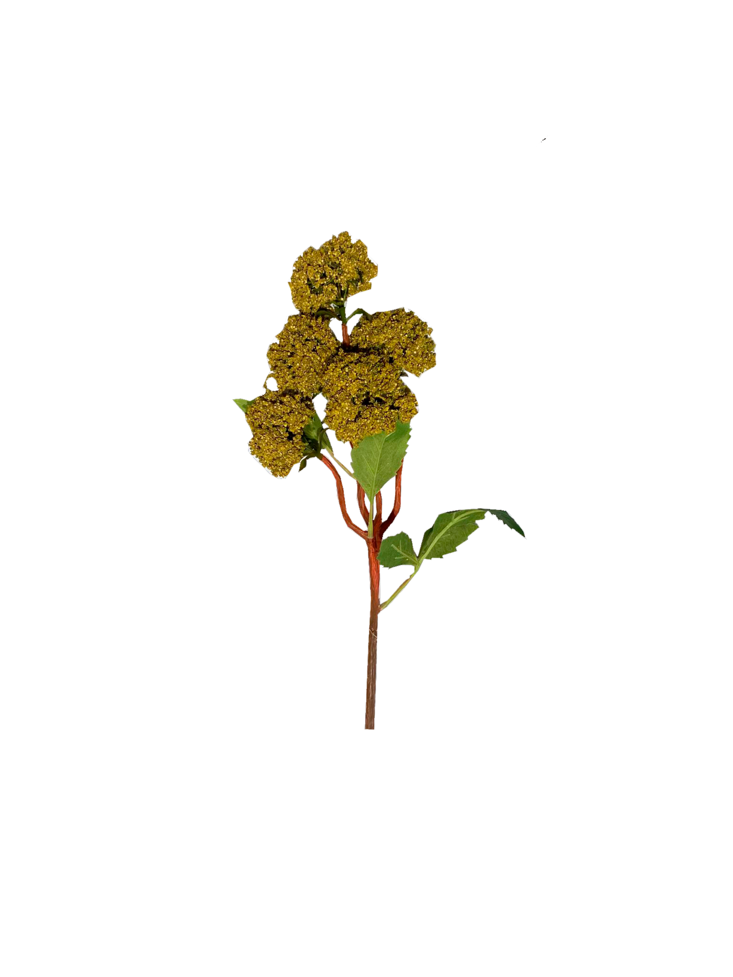 Brown flower