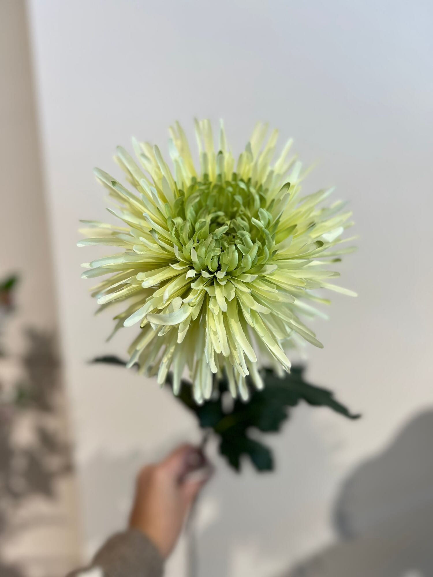Aster green flower