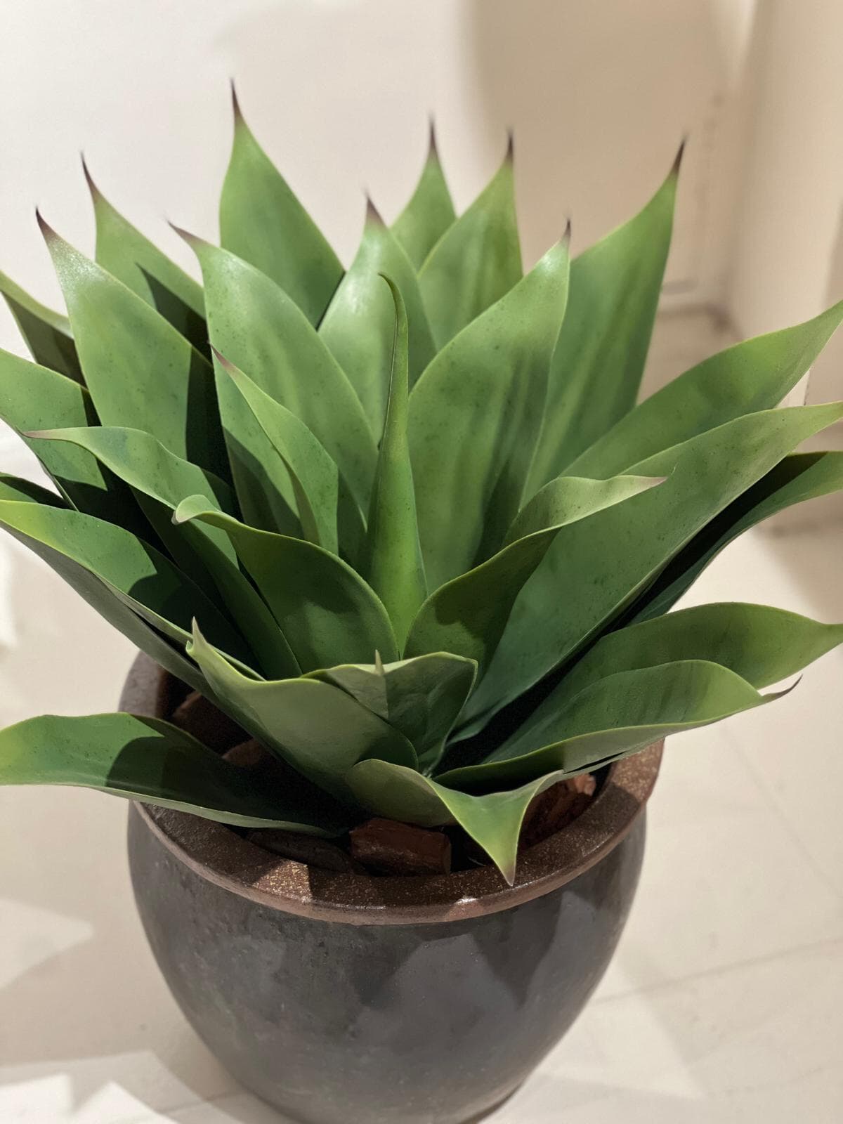 Agave