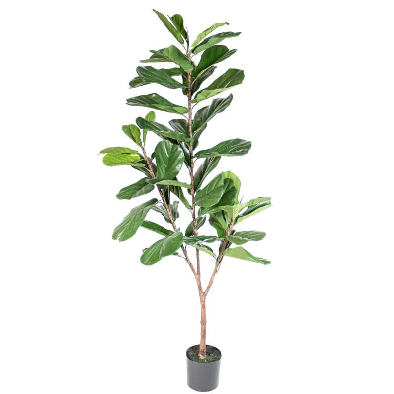 Ficus lyrata XL