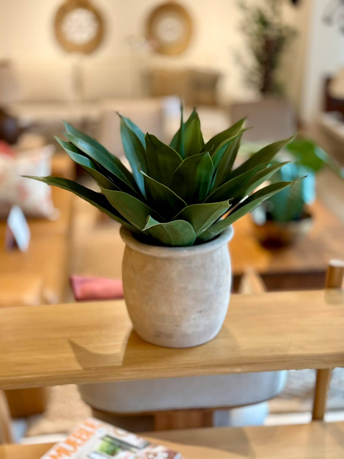 Agave