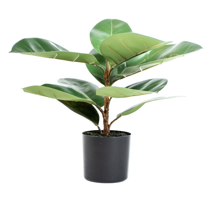 Aureum medium