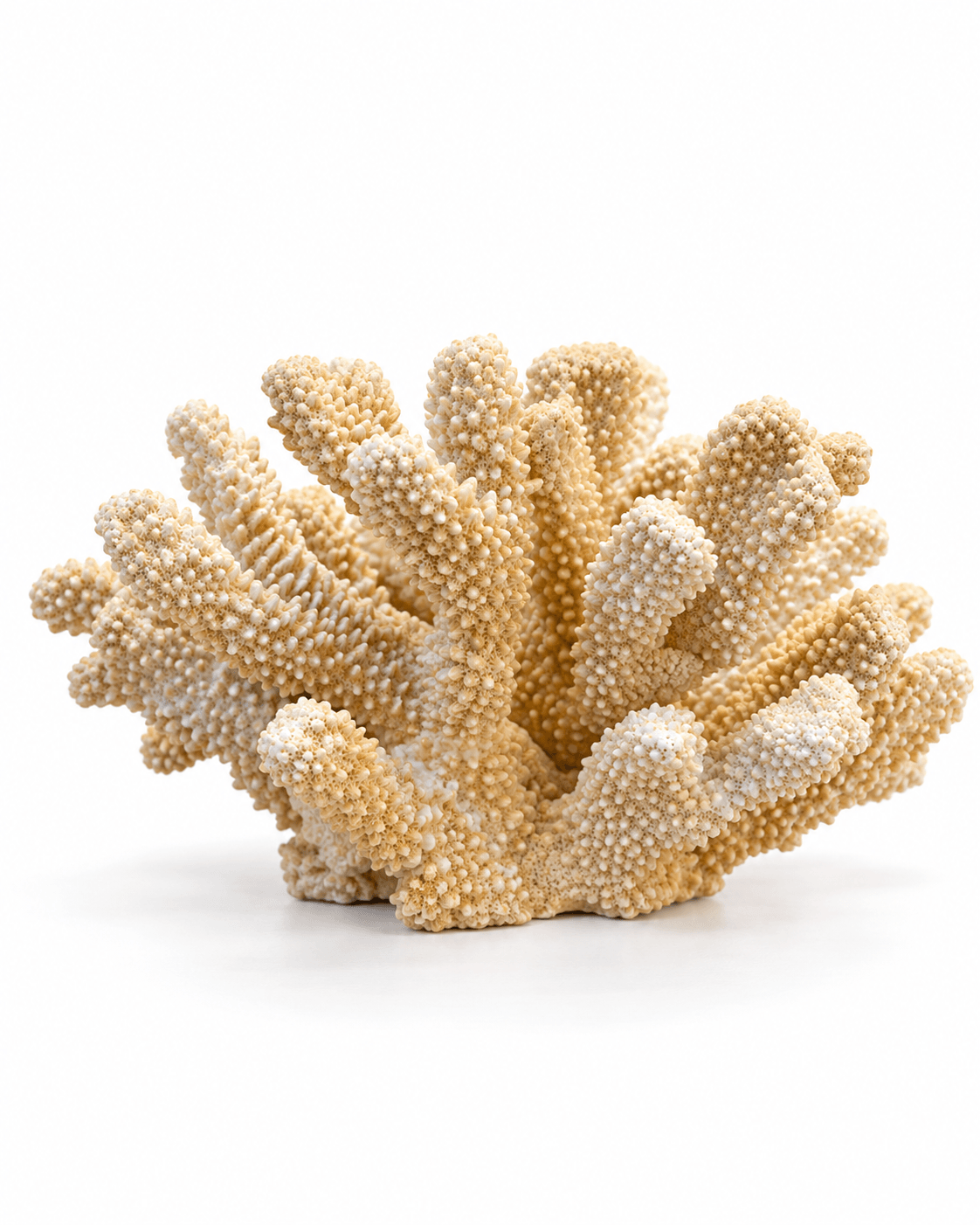 Coral Caramelo Sin Base