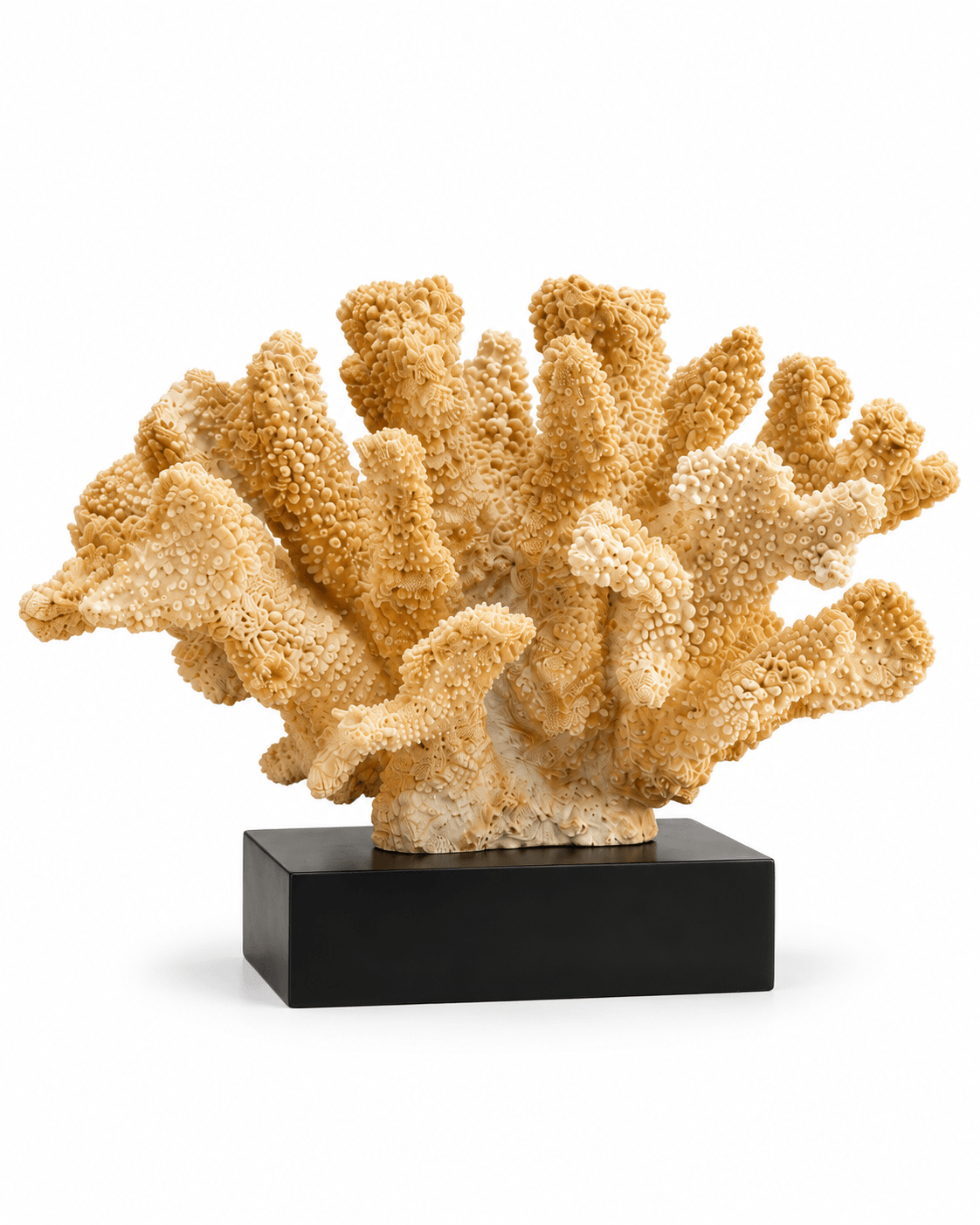 Coral Caramelo Base Negra