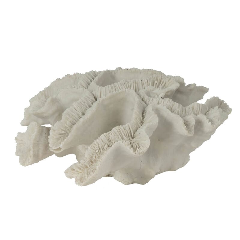 Coral Blanco
