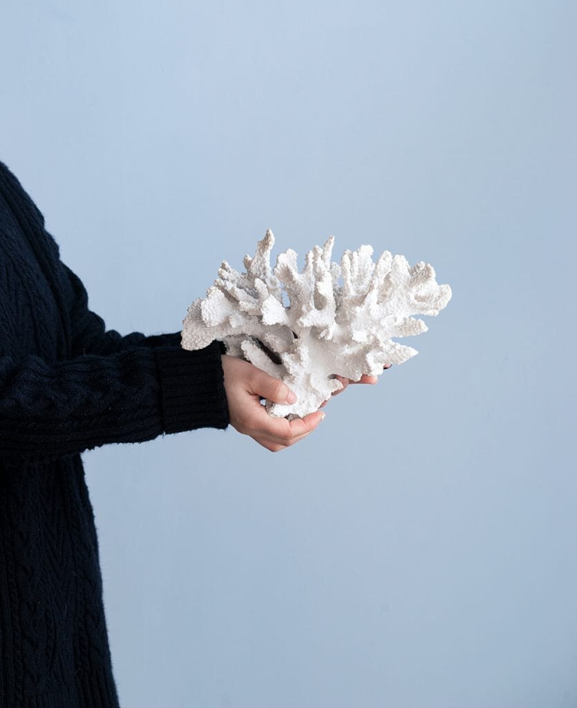 Coral Blanco Grande