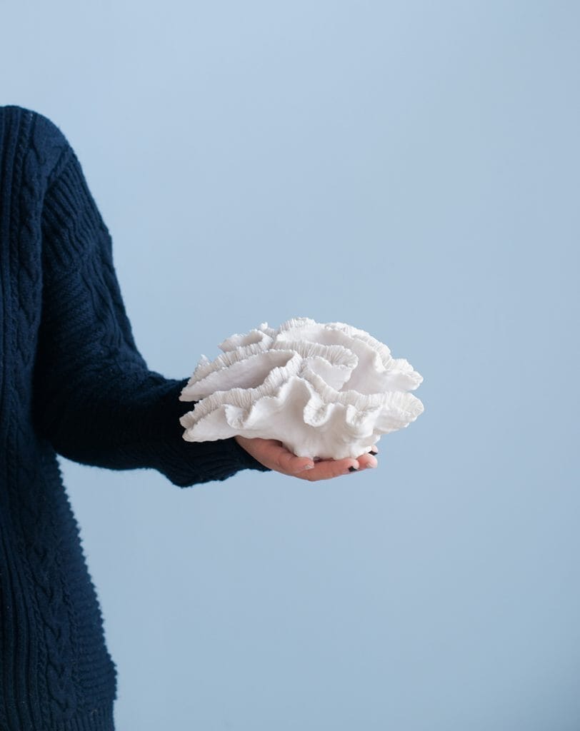 Coral Blanco