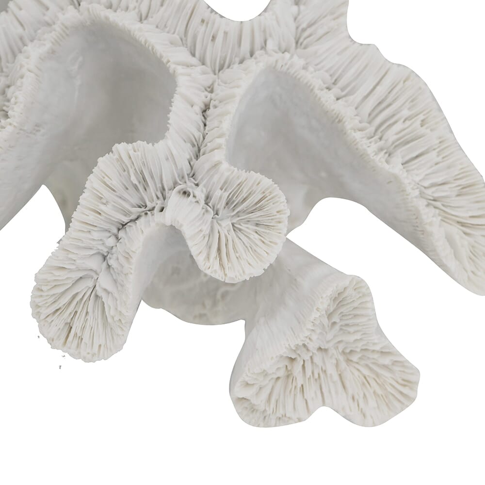 Coral Blanco
