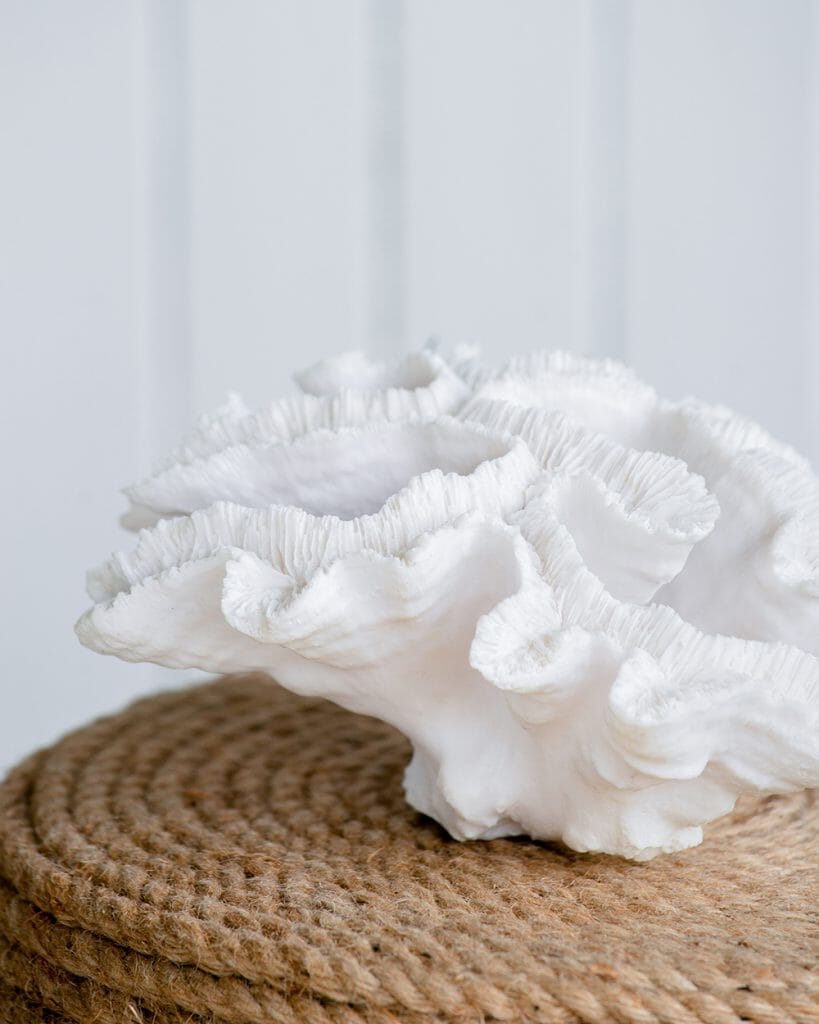 Coral Blanco