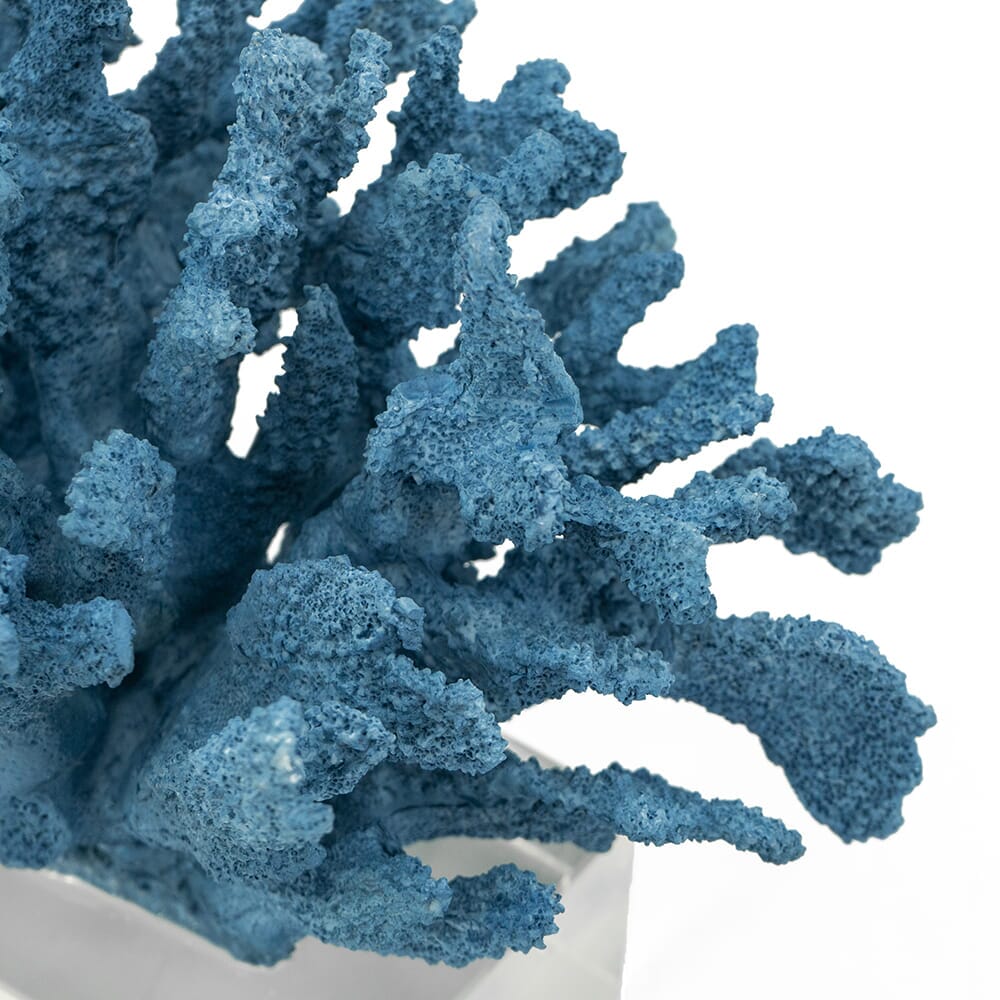 Coral Azul con Base