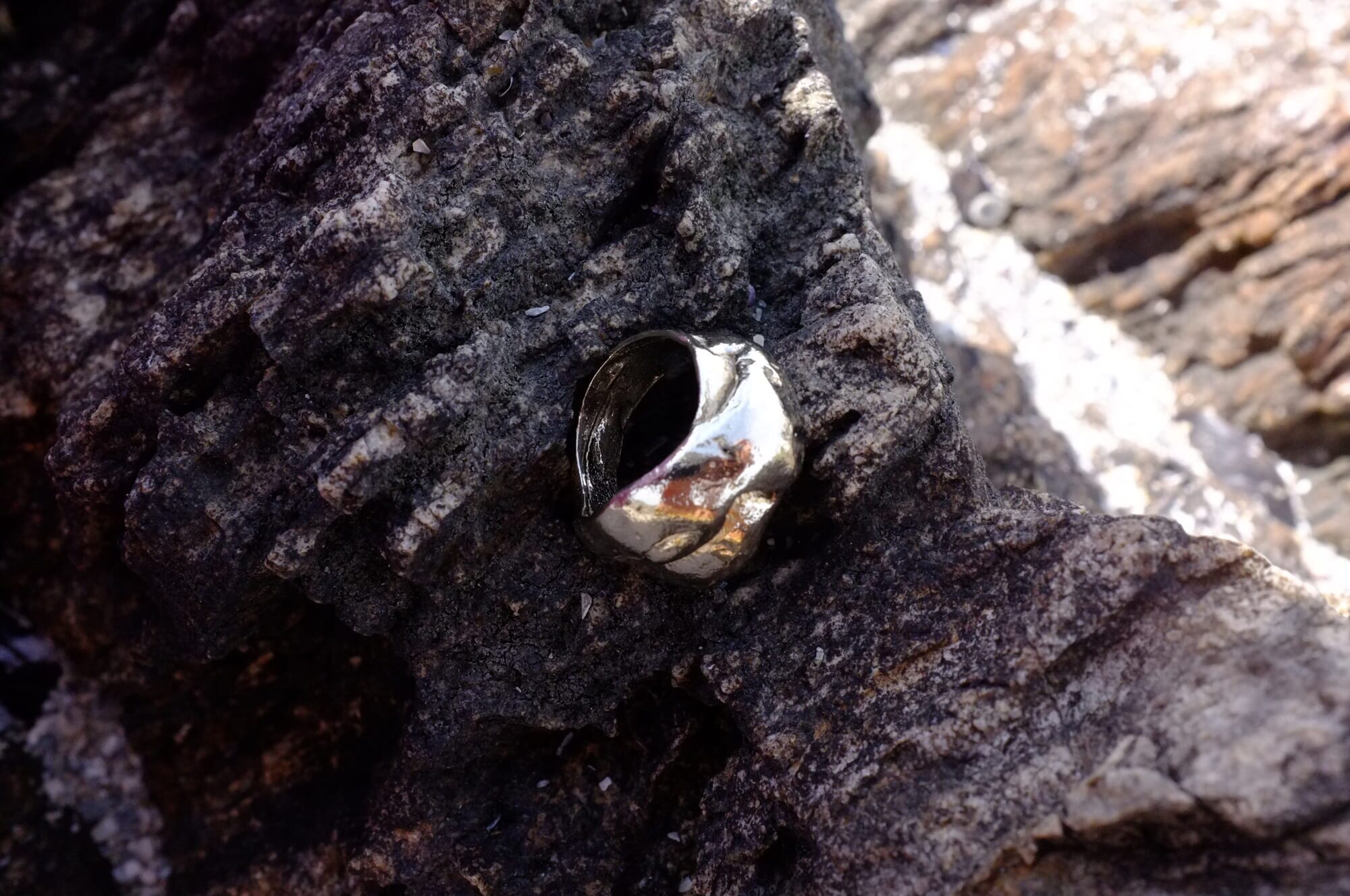 ANILLO VIESTE