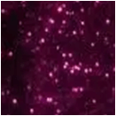 Terciopelo Lentejuelas Bordo
