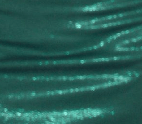 Torino Verde