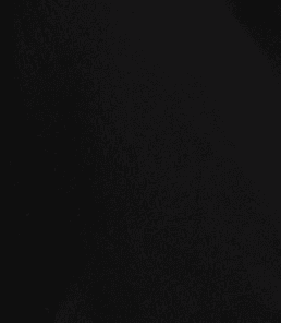 Tullip Negro