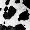 Cow Print