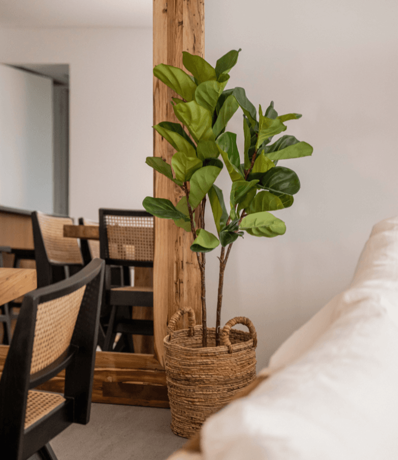 FICUS H155CM