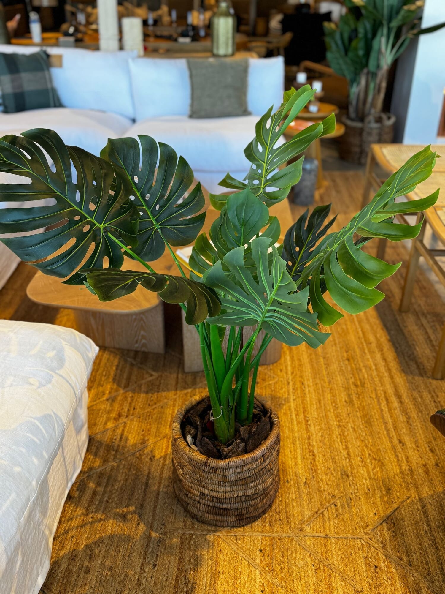 ATK MONSTERA