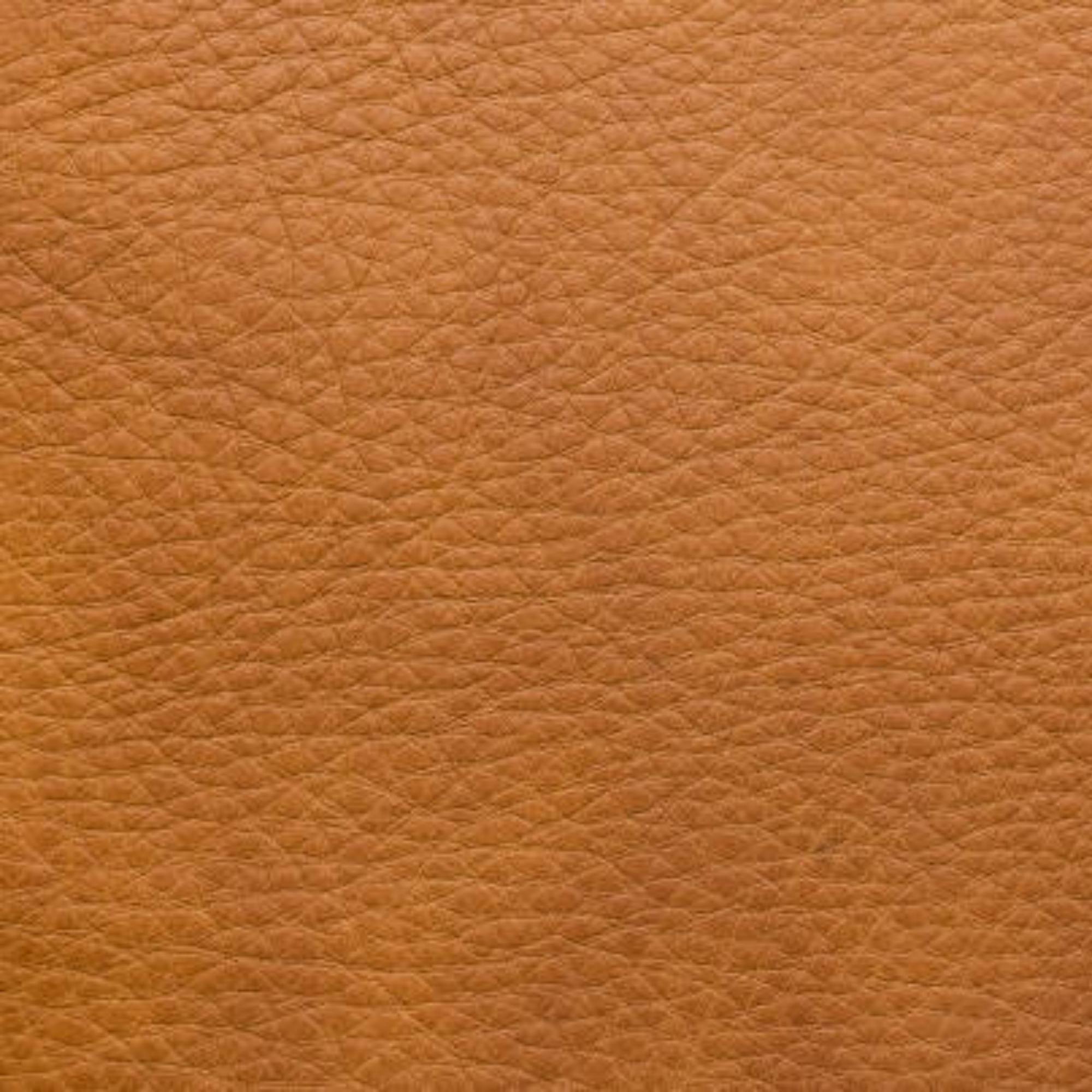 Camel Camel