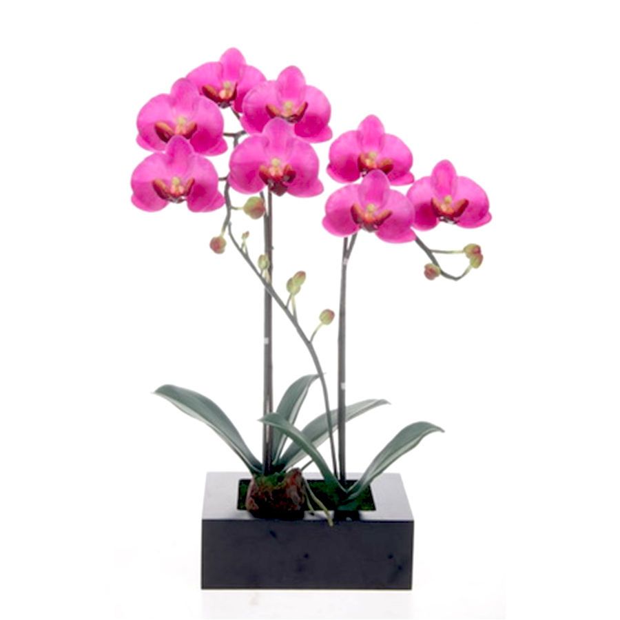 Orquídea Marilyn