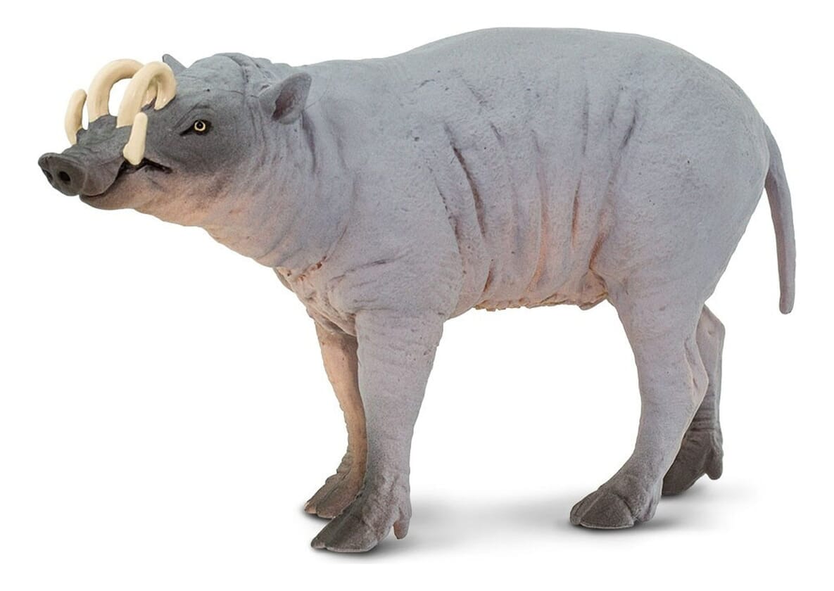 Babirusa Cerdo Safari Figura Muñeco Real Mamífero Niños Tx