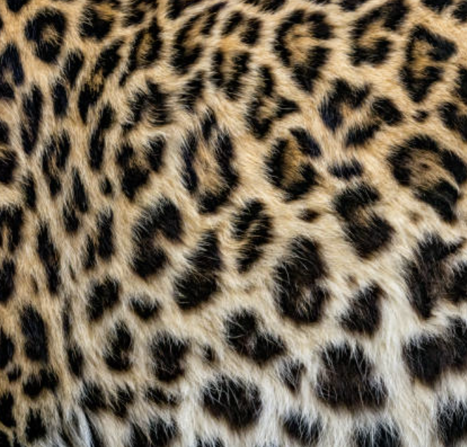 ANIMAL PRINT CLARO